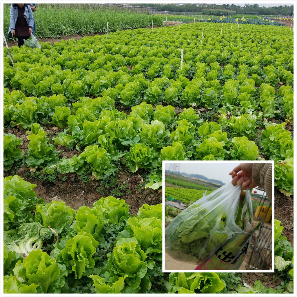 易網(wǎng)科技拓展活動(dòng)——采摘生菜